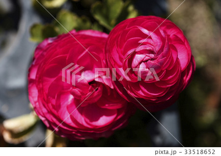 ラナンキュラスの花 33518652