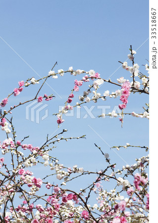 ハナモモ 33518667