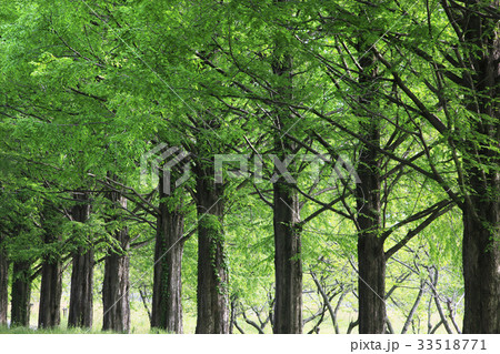 メタセコイヤ並木 33518771