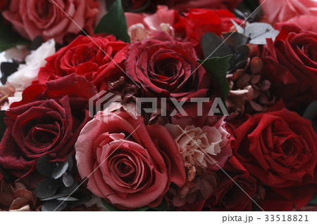 ブリザードの薔薇 33518821