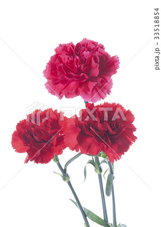 カーネーション3本の写真素材 33518854 Pixta