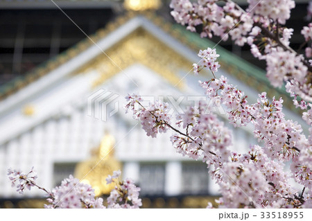 満開の桜と大阪城 33518955