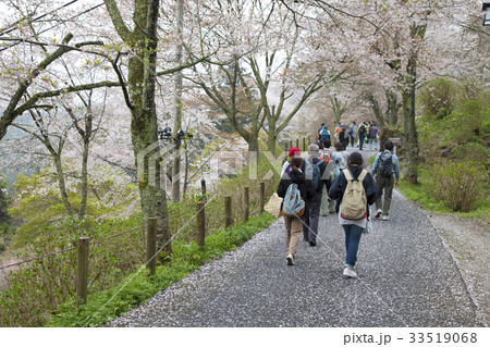 桜咲く吉野山をハイキング 桜咲く吉野山をハイキング 33519068