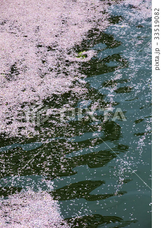 川に流れる桜の花びら 33519082