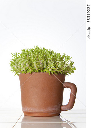 小さな観葉植物の写真素材