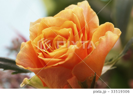 薔薇 薔薇 33519306