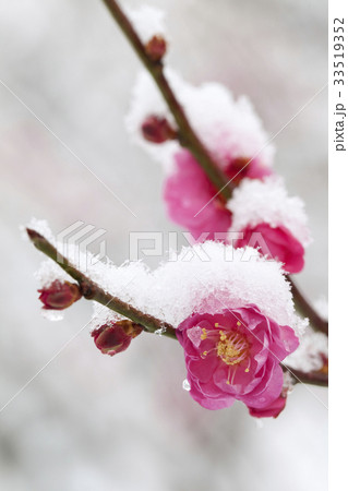 紅梅に積る雪 33519352