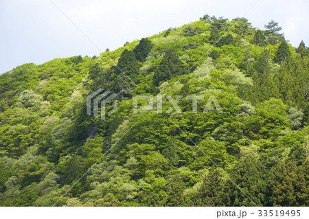 新緑の山林 33519495