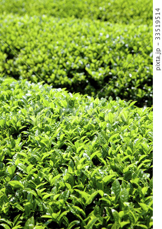 お茶畑 33519514