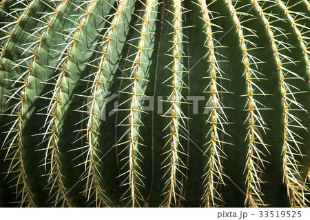 金鯱サボテン 33519525