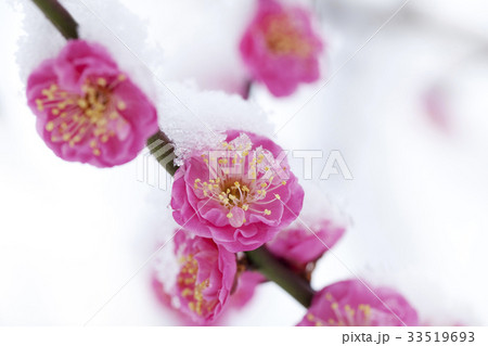 紅梅に積る雪 33519693