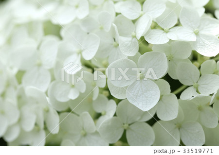 白い紫陽花 33519771