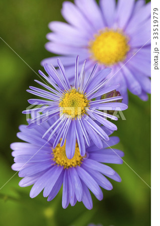 初夏に咲く紫色の花シオン 初夏に咲く紫色の花シオン 33519779