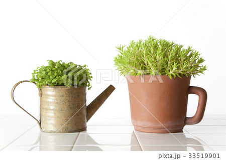 小さな観葉植物の写真素材