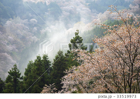 桜咲く朝靄の吉野山 33519973