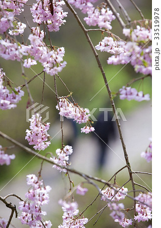 サクラの道を歩く人 33519978