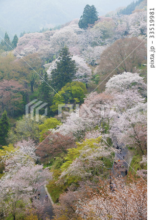 吉野山の山桜 33519981