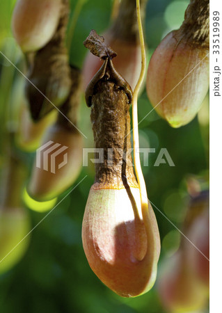 食虫植物 33519989