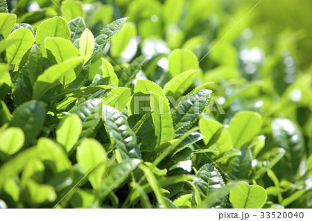 お茶畑 33520040