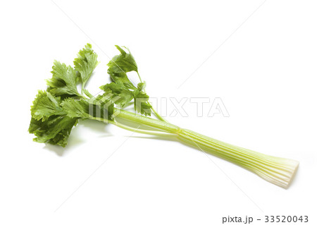 セロリ セロリ 33520043