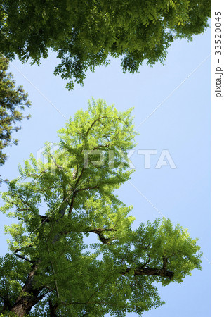 新緑のイチョウ巨木 33520045