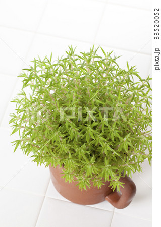 小さな観葉植物の写真素材