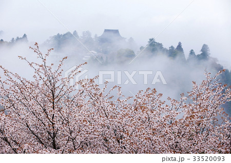 桜咲く朝靄の吉野山 33520093