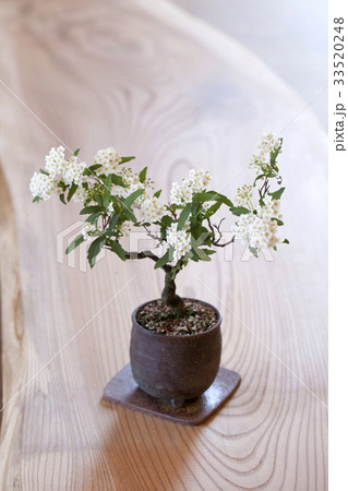 こでまり 33520248