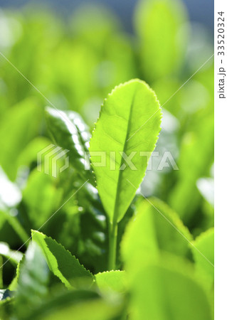 お茶畑 お茶畑 33520324