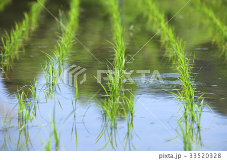 田植え後の水田 33520328
