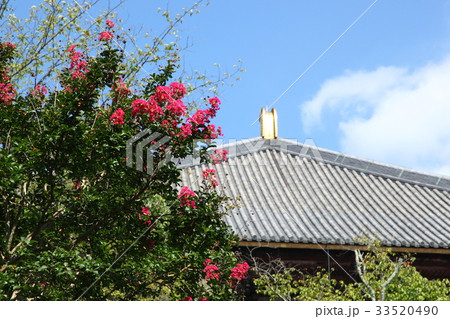 東大寺の百日紅 33520490