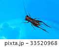 ミツカドコオロギ 33520968