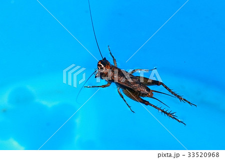 ミツカドコオロギ 33520968