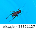 ミツカドコオロギ 33521127