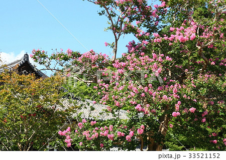 東大寺法華堂前の百日紅 33521152