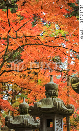 紅葉 33521156