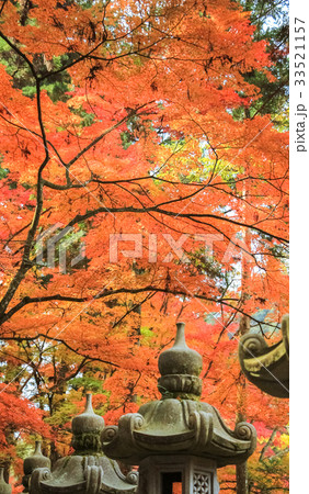 紅葉 33521157