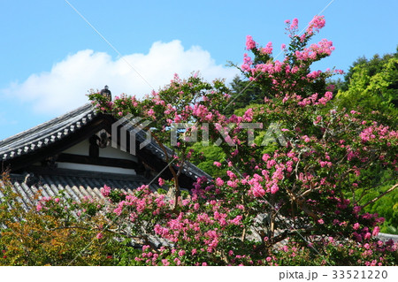東大寺法華堂前の百日紅 33521220