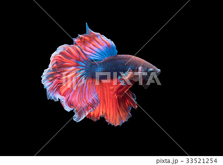beautiful fighting fish isolated on black beautiful fighting fish isolated on black 33521254