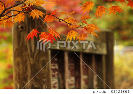 古びた木材とカエデの葉 33521361
