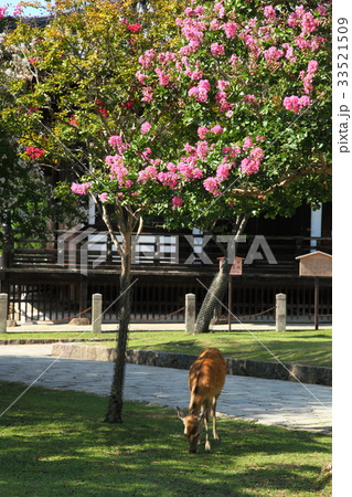 東大寺法華堂前の百日紅 33521509