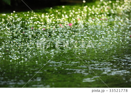 醒ヶ井地蔵川のバイガモ 33521778