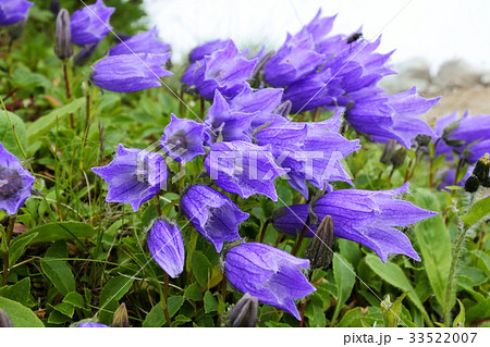 日本アルプスの高山植物 33522007