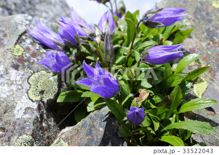 日本アルプスの高山植物 33522043