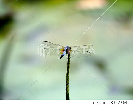 トンボ とんぼ ドラゴンフライ 33522649
