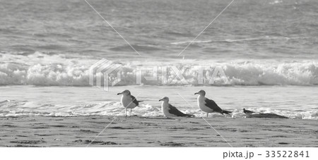 （千葉県/いすみ市/大原海岸）　【夏の海の風景】　海辺に集う海鳥 4羽　白黒/横長 33522841