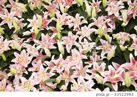 花 芽 背景 33522993