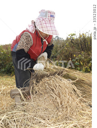 農家 東洋人 収穫 33523012
