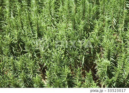 緑 緑色 背景 33523017