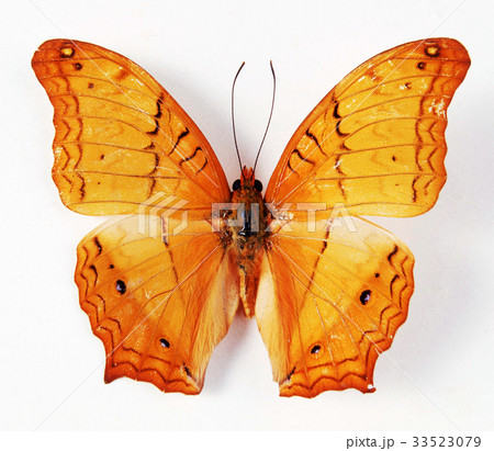 昆虫 蝶 剥製 33523079